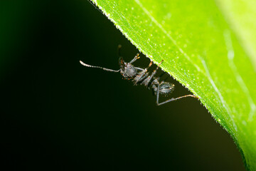 Argentinian ant perched on a green leaf - obrazy, fototapety, plakaty