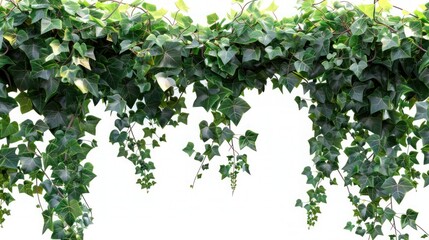 Bush Grape and Three-Leaved Wild Vine Border - Cayratia Trifolia Liana Ivy Plant on White Background with Clipping Path