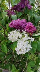 flowers in the garden