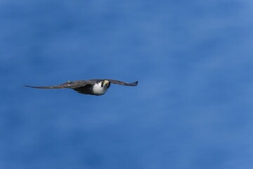 紺碧の日本海をバックに悠然と飛ぶハヤブサ成鳥