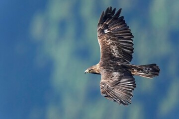 グリーンバックに悠然と飛ぶイヌワシ成鳥