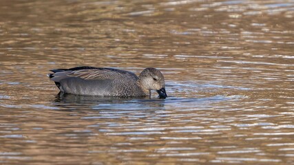 冬枯れのメタセコイヤを映す水面をのんびり泳ぐオカヨシガモ メス