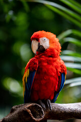 true parrot