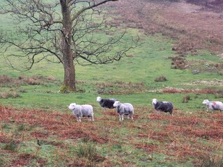 A herd of sheep