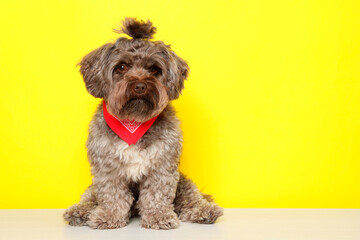 Cute Maltipoo dog on white table against yellow background, space for text. Lovely pet