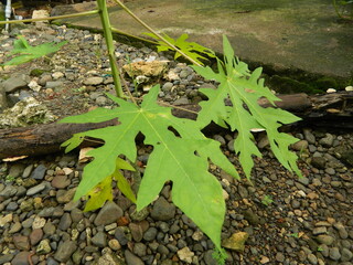 Original photo of the leaves of the Papaya plant which has the Latin name (Carica Papaya L) which grows in tropical areas