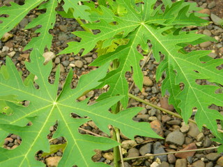 Original photo of the leaves of the Papaya plant which has the Latin name (Carica Papaya L) which grows in tropical areas
