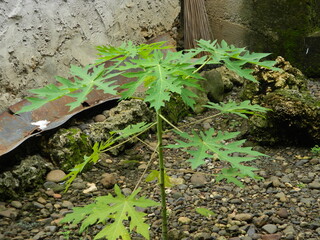 Original photo of the leaves of the Papaya plant which has the Latin name (Carica Papaya L) which grows in tropical areas