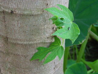 Original photo of the leaves of the Papaya plant which has the Latin name (Carica Papaya L) which grows in tropical areas