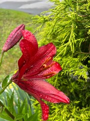 Red lily