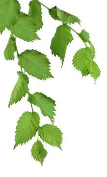 Branch with leaves of elm. Isolated on transparent, png. Nature in detail. Summer. Spring. Close-up.