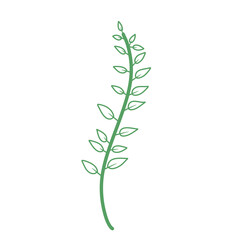 Wild plants illustration