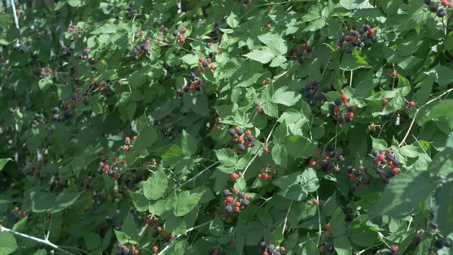 Blackberries on bush are just moving back and forth with wind, surrounded by green leaves