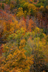 An autumn Forest,  fall foliage,  Autumn Colors, beautiful october 