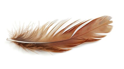 brown feather of a hen on a white background