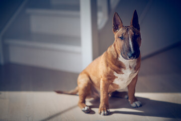 A sitting red bull terrier. - 766030702