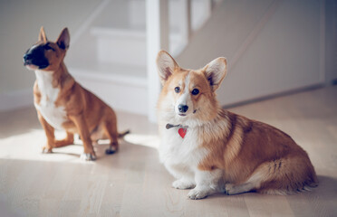 Bull terrier and corgi dogs are sitting in the room. - 766030724