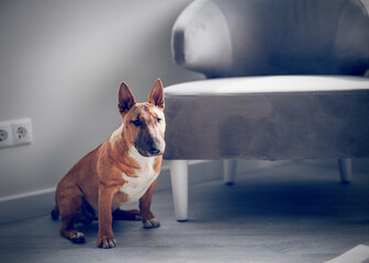 A sitting red bull terrier. - 766030787