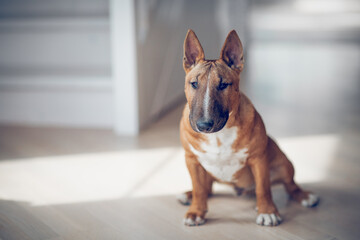 A sitting red bull terrier. - 766030788