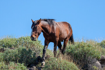 Sorrel chestnut wild horse stallion in the Salt River wild horse management area near Scottsdale Mesa Phoenix Arizona United States