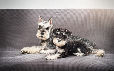 Dog and puppy schnauzer  lying on the sofa