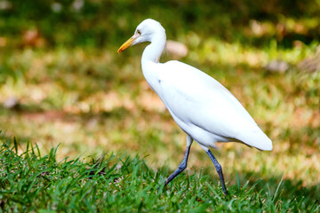 Intermediate Egret