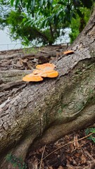Plakaty  fungus on bark
