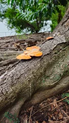 Foto auf Alu-Dibond fungus on bark © Jam-motion