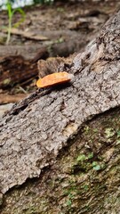 fungus on bark