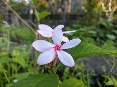 kopsia fruticosa flower in the morning