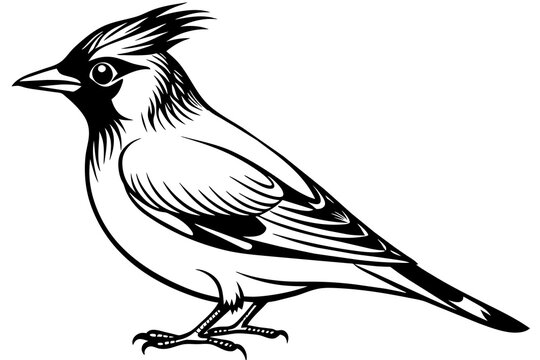 recommend clip art: waxwing silhouette vector illustration