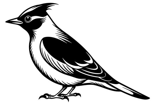 recommend clip art: waxwing silhouette vector illustration