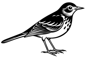 pipit silhouette vector illustration