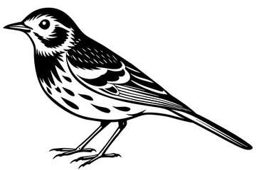 pipit silhouette vector illustration