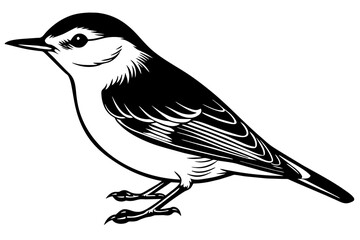 nuthatch silhouette vector illustration