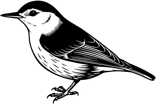 recommend clip art: nuthatch silhouette vector illustration