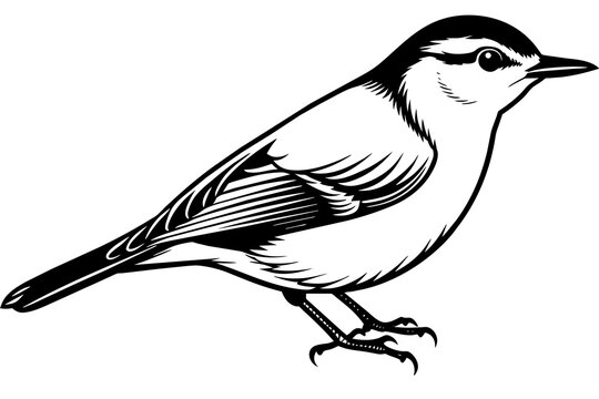 recommend clip art: nuthatch silhouette vector illustration