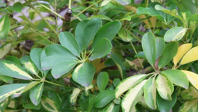 Heptapleurum  (Schefflera) arboricola 'Variegata', also known as the  dwarf umbrella tree