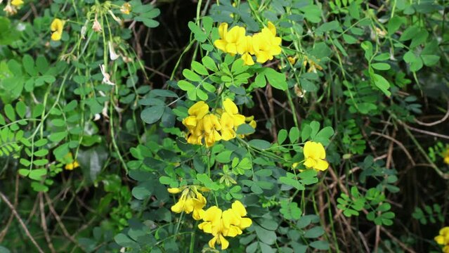 Hippocrepis (Coronilla) emerus, the scorpion senna, is a species of flowering shrub belonging to the  family of Fabaceae