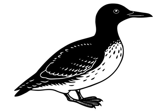 recommend clip art: guillemot silhouette vector illustration