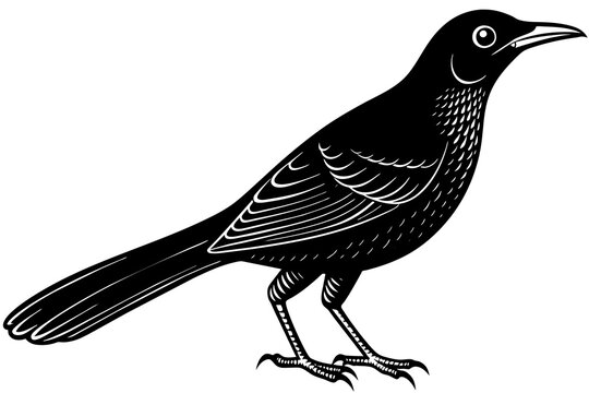recommend clip art: grackle silhouette vector illustration