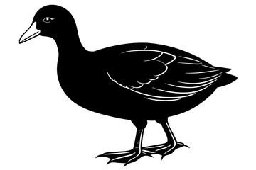 coot  silhouette vector illustration