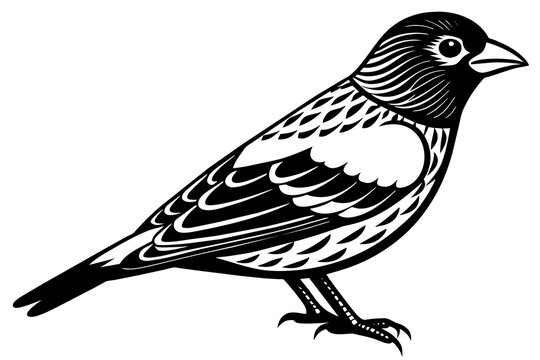 recommend clip art: crossbill silhouette vector illustration