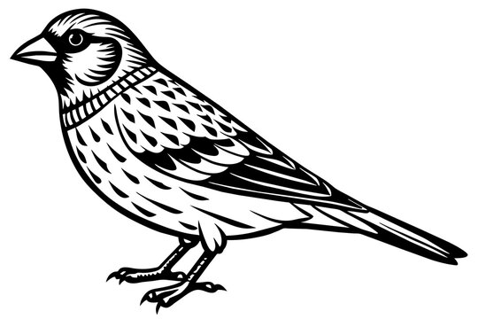 recommend clip art: crossbill silhouette vector illustration