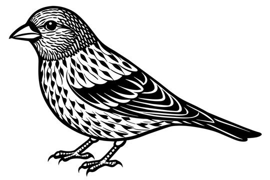 recommend clip art: crossbill silhouette vector illustration