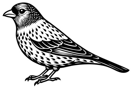 recommend clip art: crossbill silhouette vector illustration