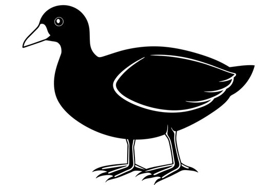 recommend clip art: coot  silhouette vector illustration