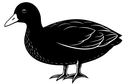 recommend clip art: coot silhouette vector illustration