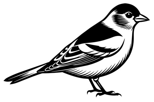 recommend clip art: chaffinch silhouette vector illustration