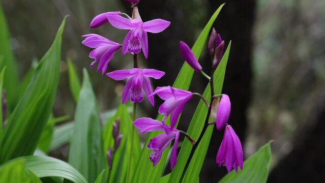 Bletilla striata,also  known as hyacinth orchid or Chinese ground orchid